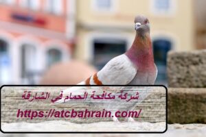 [صورة: %D8%B4%D8%B1%D9%83%D8%A9-%D9%85%D9%83%D8...00x200.jpg]