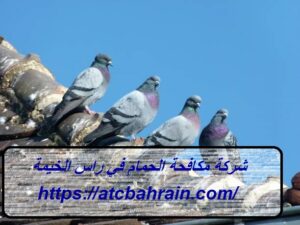 [صورة: %D8%B4%D8%B1%D9%83%D8%A9-%D9%85%D9%83%D8...00x225.jpg]