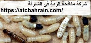 شركة مكافحة الرمة في الشارقة