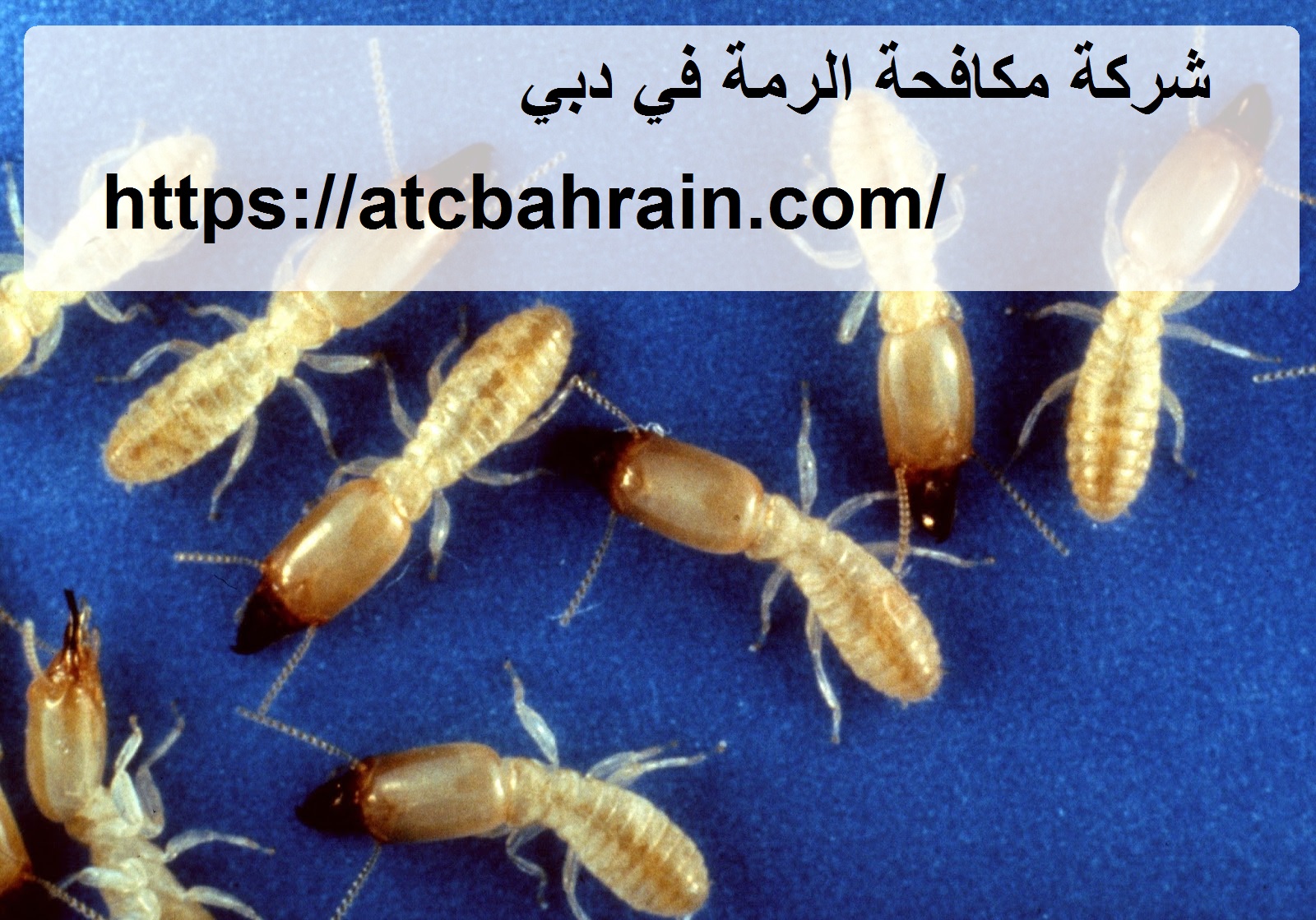 شركة مكافحة الرمة في العين |0543315029| ابادة نهائية - insect control