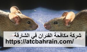 [صورة: %D8%B4%D8%B1%D9%83%D8%A9-%D9%85%D9%83%D8...00x179.jpg]