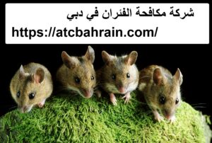 [صورة: %D8%B4%D8%B1%D9%83%D8%A9-%D9%85%D9%83%D8...00x202.jpg]