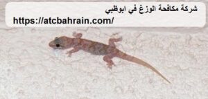 [صورة: %D8%B4%D8%B1%D9%83%D8%A9-%D9%85%D9%83%D8...00x143.jpg]