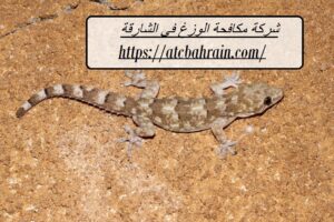 [صورة: %D8%B4%D8%B1%D9%83%D8%A9-%D9%85%D9%83%D8...00x200.jpg]