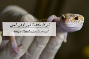 [صورة: %D8%B4%D8%B1%D9%83%D8%A9-%D9%85%D9%83%D8...00x200.jpg]