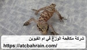 [صورة: %D8%B4%D8%B1%D9%83%D8%A9-%D9%85%D9%83%D8...00x171.jpg]