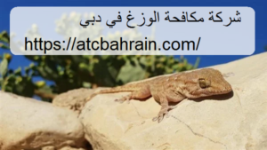 [صورة: %D8%B4%D8%B1%D9%83%D8%A9-%D9%85%D9%83%D8...00x169.png]