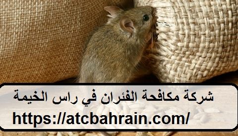 شركة مكافحة الفئران في راس الخيمة شركة مكافحة الفئران في راس الخيمة