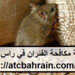 شركة مكافحة الفئران في راس الخيمة