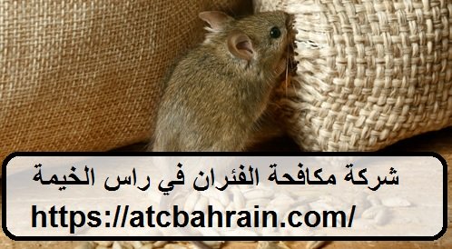 شركة مكافحة الفئران في راس الخيمة