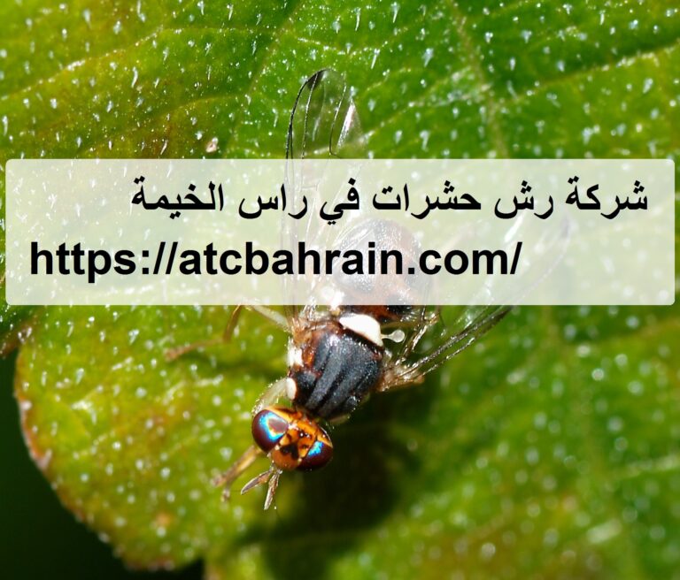 شركة رش حشرات في راس الخيمة