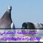 شركة مكافحة الحمام في ابوظبي