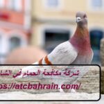 شركة مكافحة الحمام في الشارقة