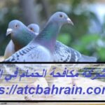 شركة مكافحة الحمام في العين