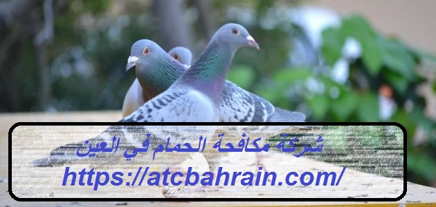 شركة مكافحة الحمام في العين