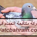 شركة مكافحة الحمام في الفجيرة