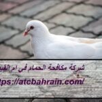 شركة مكافحة الحمام في ام القيوين