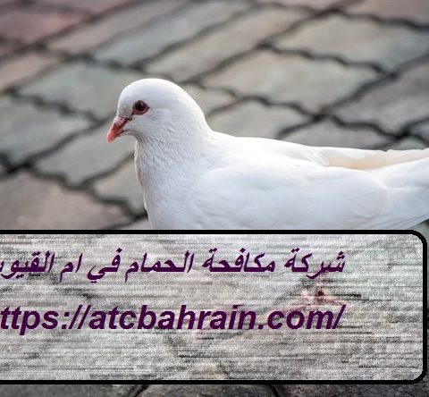 شركة مكافحة الحمام في ام القيوين شركة مكافحة الحمام في ام القيوين