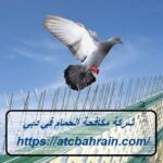 شركة مكافحة الحمام في دبي