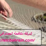 شركة مكافحة الحمام في عجمان