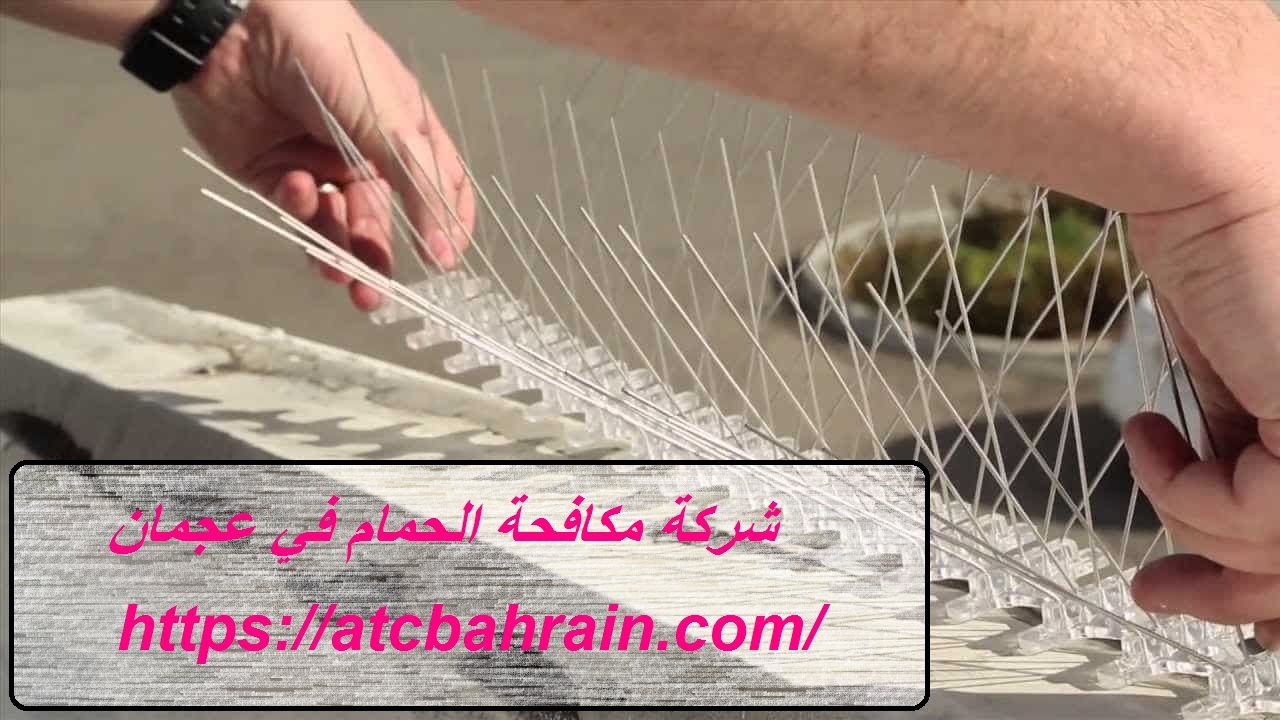 شركة مكافحة الحمام في عجمان