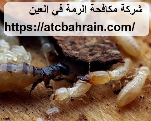 شركة مكافحة الرمة في العين
