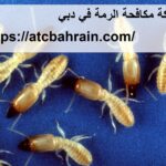 شركة مكافحة الرمة في دبي
