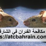 شركة مكافحة الفئران في الشارقة