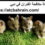 شركة مكافحة الفئران في دبي
