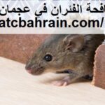شركة مكافحة الفئران في عجمان