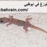 شركة مكافحة الوزغ في ابوظبي