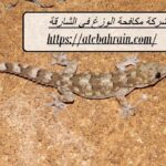 شركة مكافحة الوزغ في الشارقة