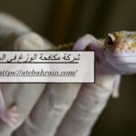 شركة مكافحة الوزغ في العين