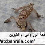 شركة مكافحة الوزغ في ام القيوين