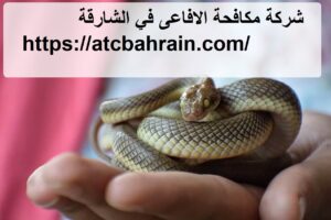 [صورة: %D8%B4%D8%B1%D9%83%D8%A9-%D9%85%D9%83%D8...00x200.jpg]