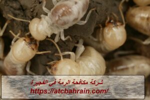شركة مكافحة الرمة في الفجيرة