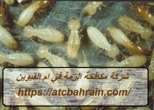 شركة مكافحة الرمة في ام القيوين