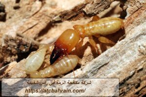 شركة مكافحة الرمة في راس الخيمة