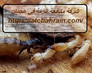شركة مكافحة الرمة في عجمان