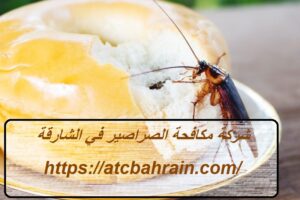 [صورة: %D8%B4%D8%B1%D9%83%D8%A9-%D9%85%D9%83%D8...00x200.jpg]