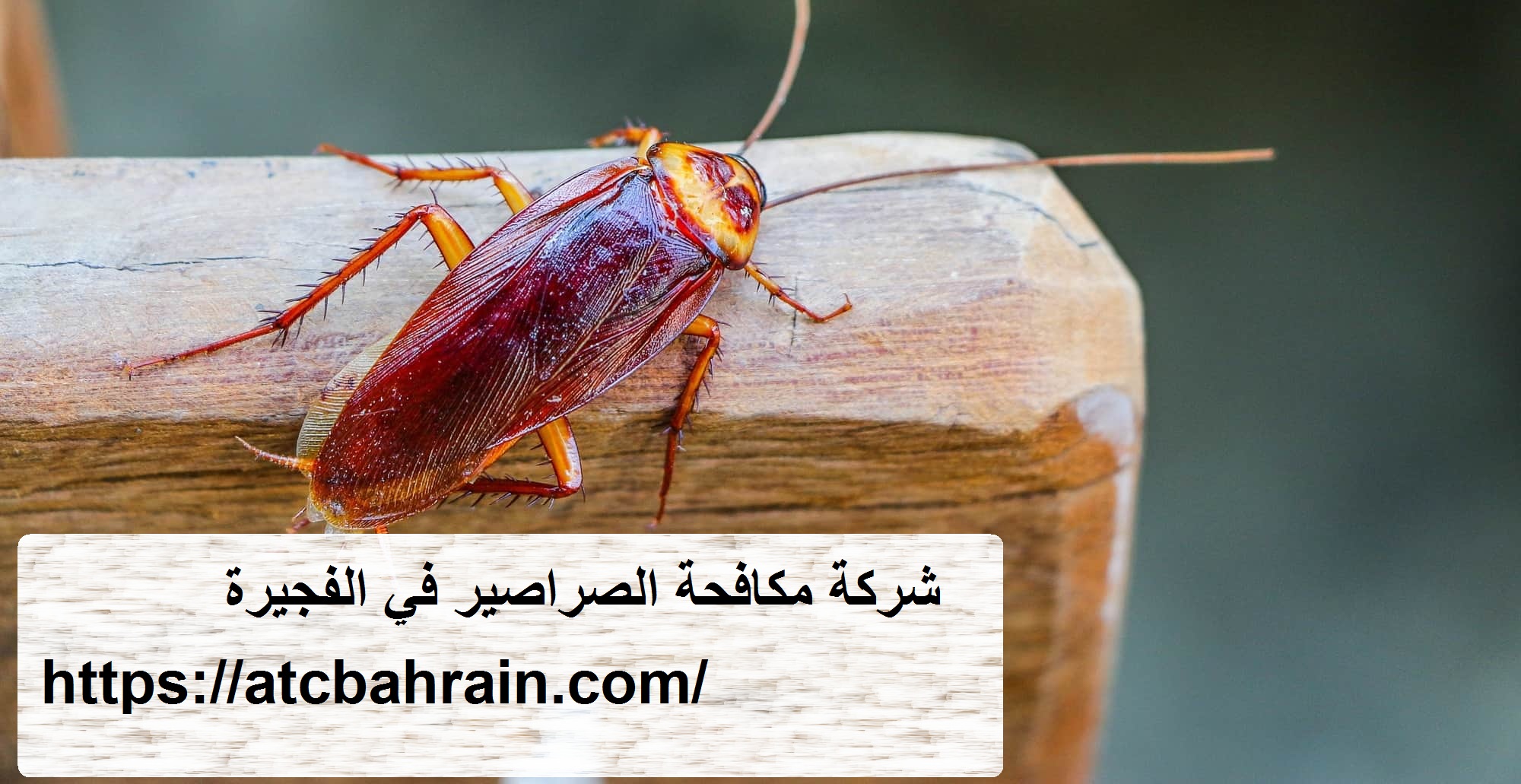 شركة مكافحة الصراصير في الفجيرة |0543315029 - insect control
