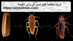 [صورة: %D8%B4%D8%B1%D9%83%D8%A9-%D9%85%D9%83%D8...00x167.jpg]