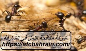 [صورة: %D8%B4%D8%B1%D9%83%D8%A9-%D9%85%D9%83%D8...00x180.jpg]