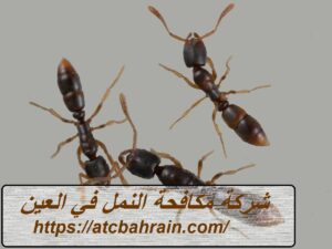 [صورة: %D8%B4%D8%B1%D9%83%D8%A9-%D9%85%D9%83%D8...00x225.jpg]