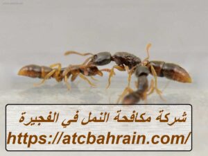 [صورة: %D8%B4%D8%B1%D9%83%D8%A9-%D9%85%D9%83%D8...00x225.jpg]