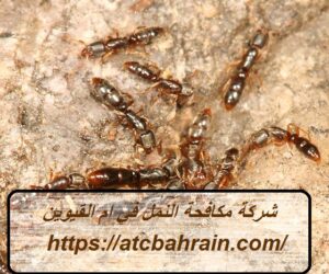 [صورة: %D8%B4%D8%B1%D9%83%D8%A9-%D9%85%D9%83%D8...00x250.jpg]