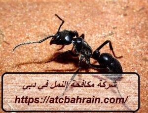 [صورة: %D8%B4%D8%B1%D9%83%D8%A9-%D9%85%D9%83%D8...00x230.jpg]