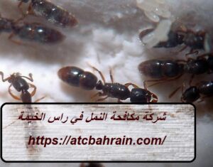 [صورة: %D8%B4%D8%B1%D9%83%D8%A9-%D9%85%D9%83%D8...00x235.jpg]