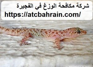 [صورة: %D8%B4%D8%B1%D9%83%D8%A9-%D9%85%D9%83%D8...00x217.jpg]