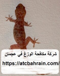 [صورة: %D8%B4%D8%B1%D9%83%D8%A9-%D9%85%D9%83%D8...37x300.jpg]